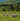 Flock of sheep grazing in a lush green pasture with rolling hills and trees, representing the natural source of the wool used in these Curtains and other high-quality wool products for sustainable textiles.