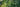 Blurred green leaves and sunlight evoke the serene, light-diffusing effect of May Vine Leaf Sheer Curtains.