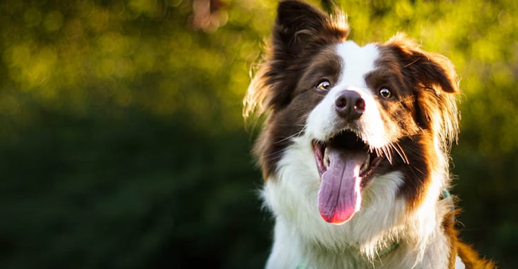 Check It Out! Curtarra Sponsored Pet Fashion Show