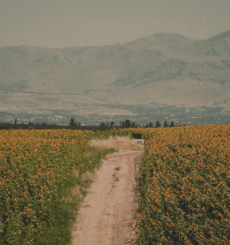 Bennett Linen Custom Woven Wood Shades embody the natural beauty and healthy living depicted by a dirt path through a vibrant sunflower field.