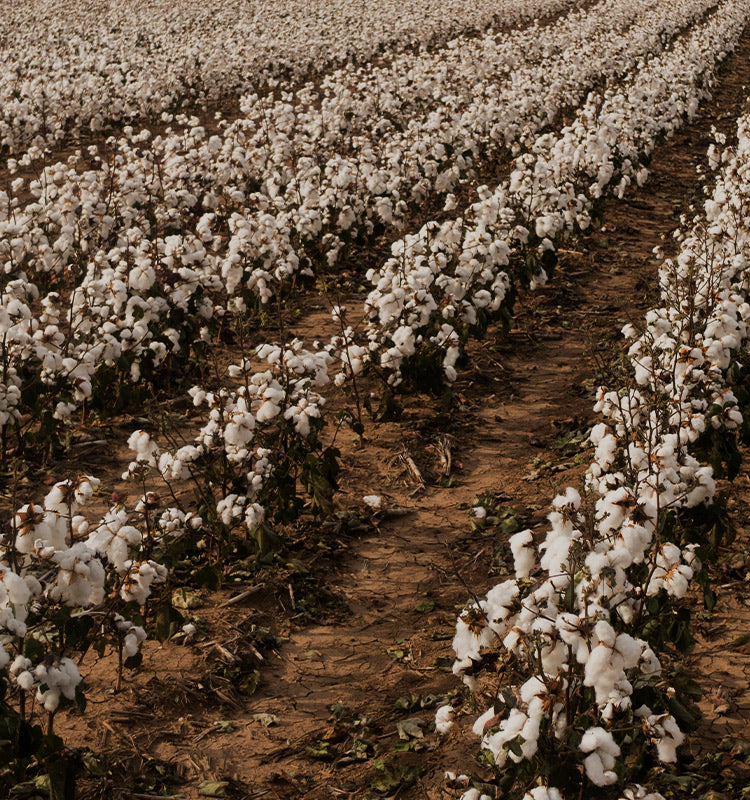 Orin Midweight 100% Cotton Curtains sourced from natural cotton fields.