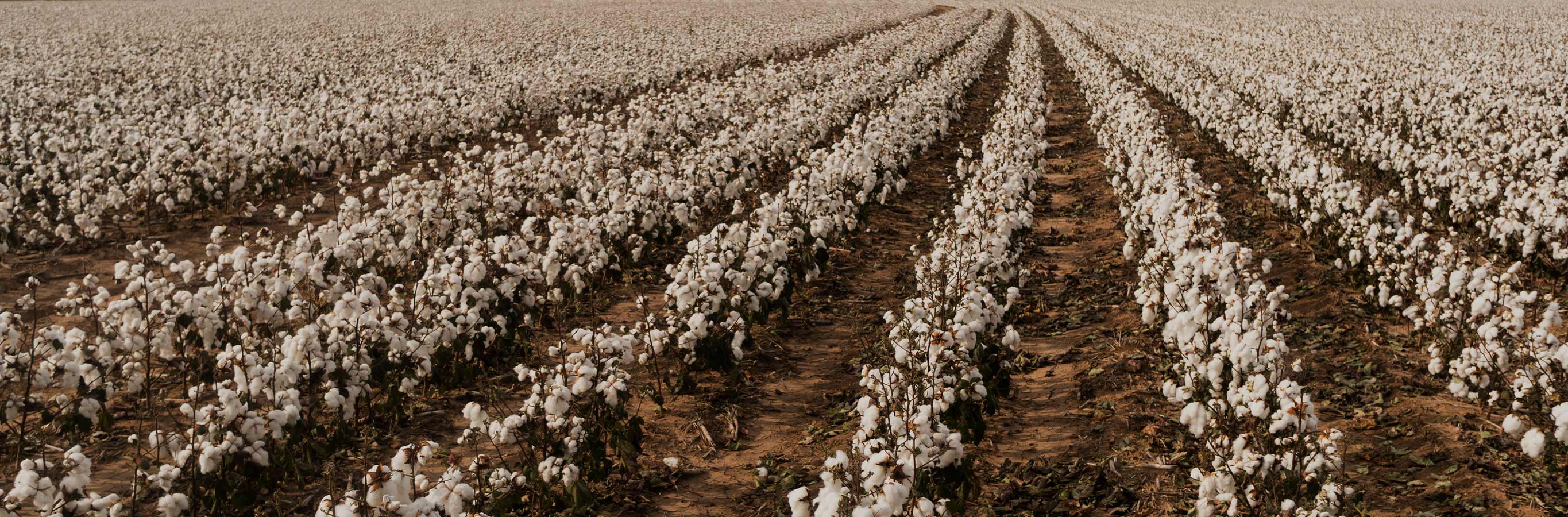 Harvested cotton, the natural source for Orin Midweight 100% Cotton Curtains