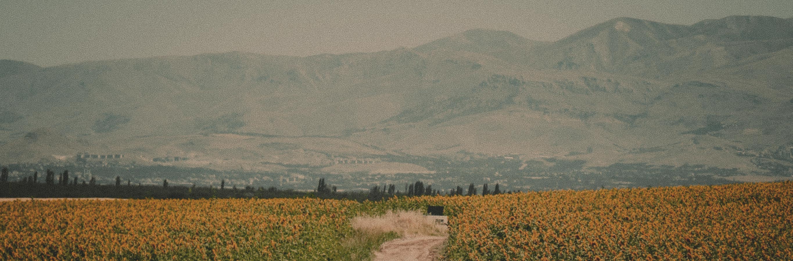A natural field scene evokes the organic, hand-knotted texture and linen/jute material of Bennett Linen Custom Woven Wood Shades.
