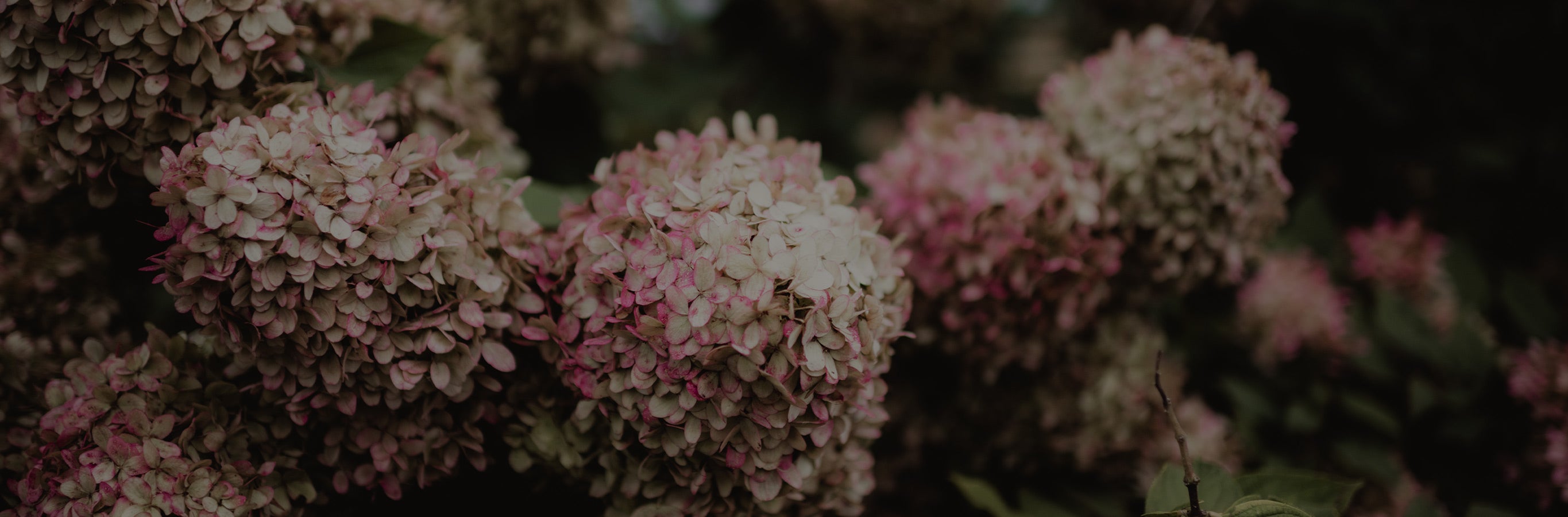 Close-up of pink hydrangea flowers with a blurred background