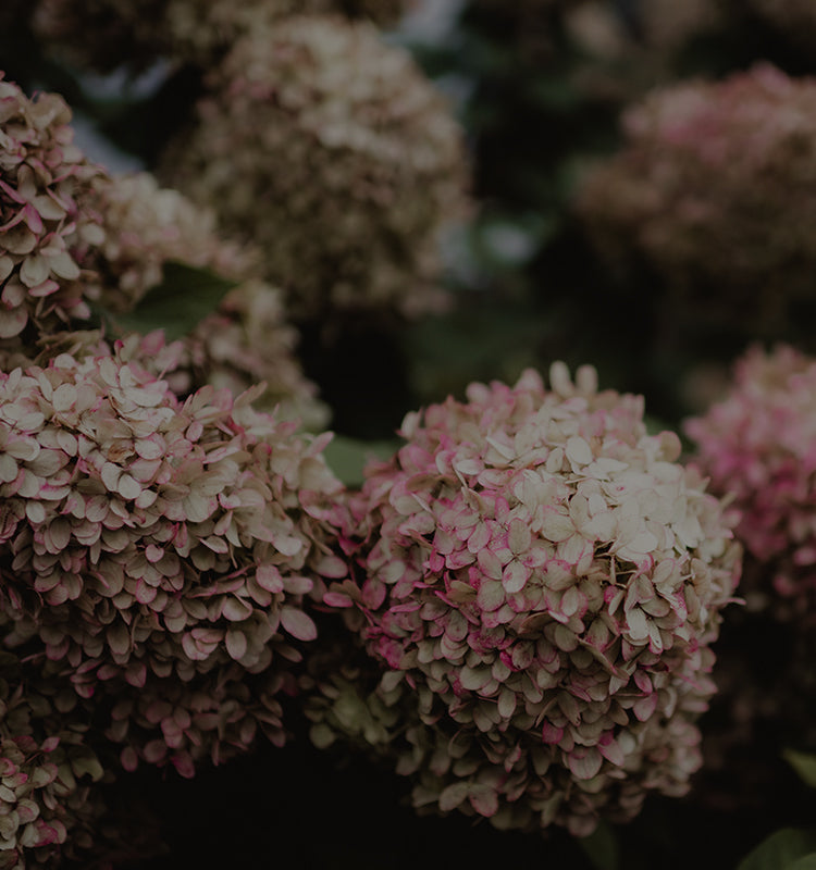 Close-up of dried hydrangea flowers with a dark background