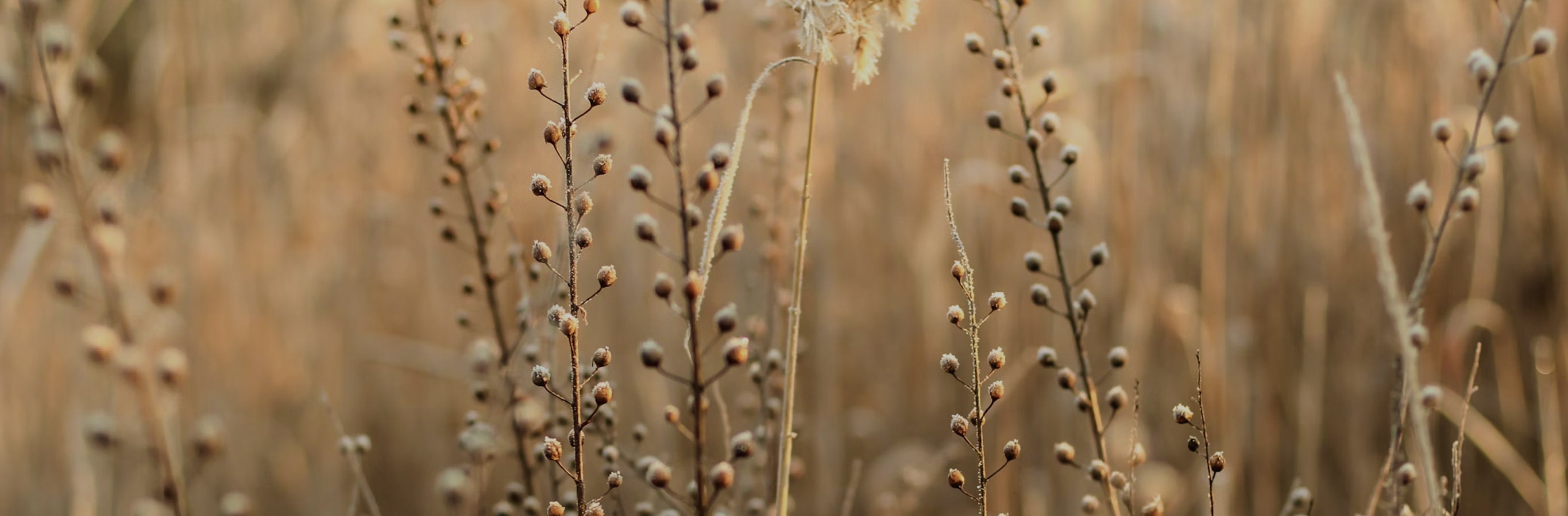 Close-up of frosted natural plant elements, suggesting the serene, natural ambiance enhanced by Charlotte Linen Blend Sheer Curtains. The subtle textures in nature reflect the linear texture and healthy material blend of the sheer drapes.