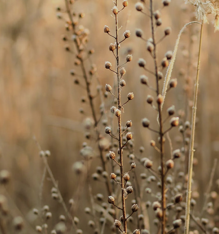 Image depicting frost-kissed dried plant stalks, evoking the natural and healthy origins of the linen used in Charlotte Linen Blend Sheer Curtains. The organic textures complement the sheer, linear-textured fabric.