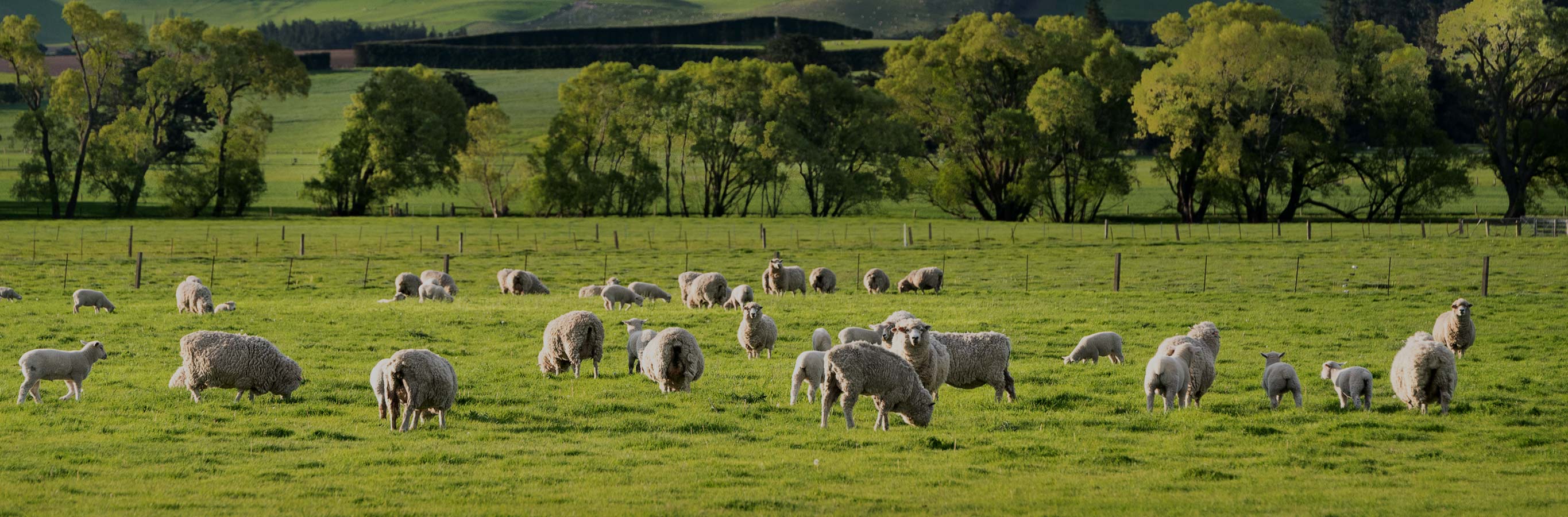 Lush green fields with a flock of healthy sheep, illustrating the premium, natural source of the wool material proudly used in these Curtains, known for their natural & healthy qualities and textured pattern.