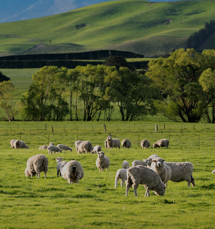 Flock of sheep grazing in a lush green pasture with rolling hills and trees, representing the natural source of the wool used in these Curtains and other high-quality wool products for sustainable textiles.