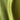 Lime Green,Kate Cotton Blend Silky Curtains