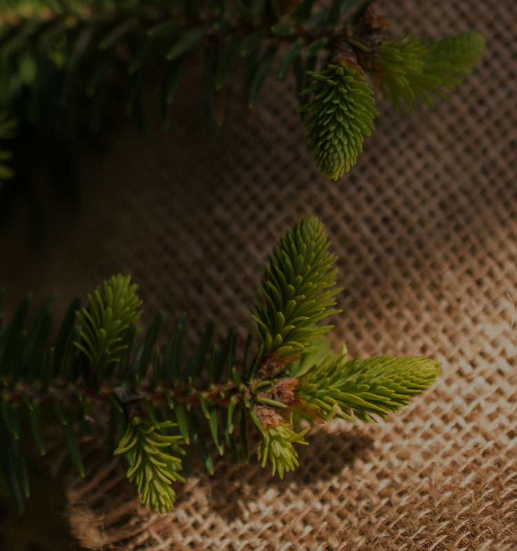 Close-up of pine branches and natural burlap, evoking the "NATURAL & HEALTHY" feel of Lesley Linen Blend Curtains.