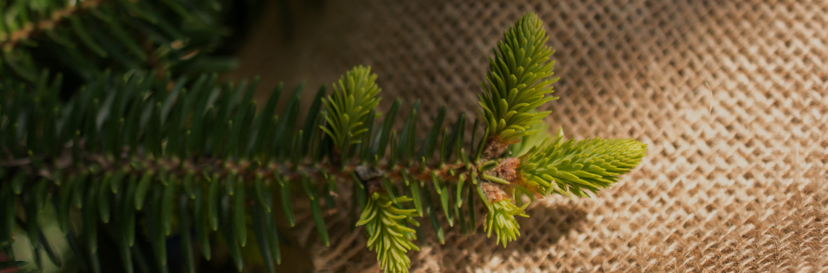 Natural elements like pine needles on burlap, symbolizing the healthy linen blend and natural texture of Lesley Linen Blend Curtains.