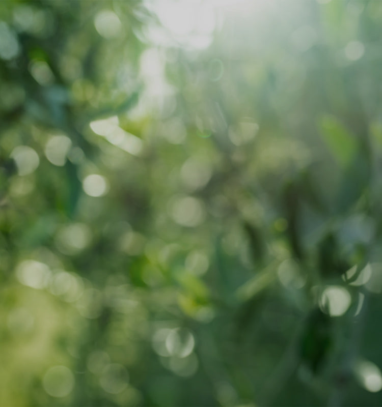 Blurred sunlight through May Vine Leaf Embroidered Sheer Curtains, highlighting the gentle light filtering and natural pattern.