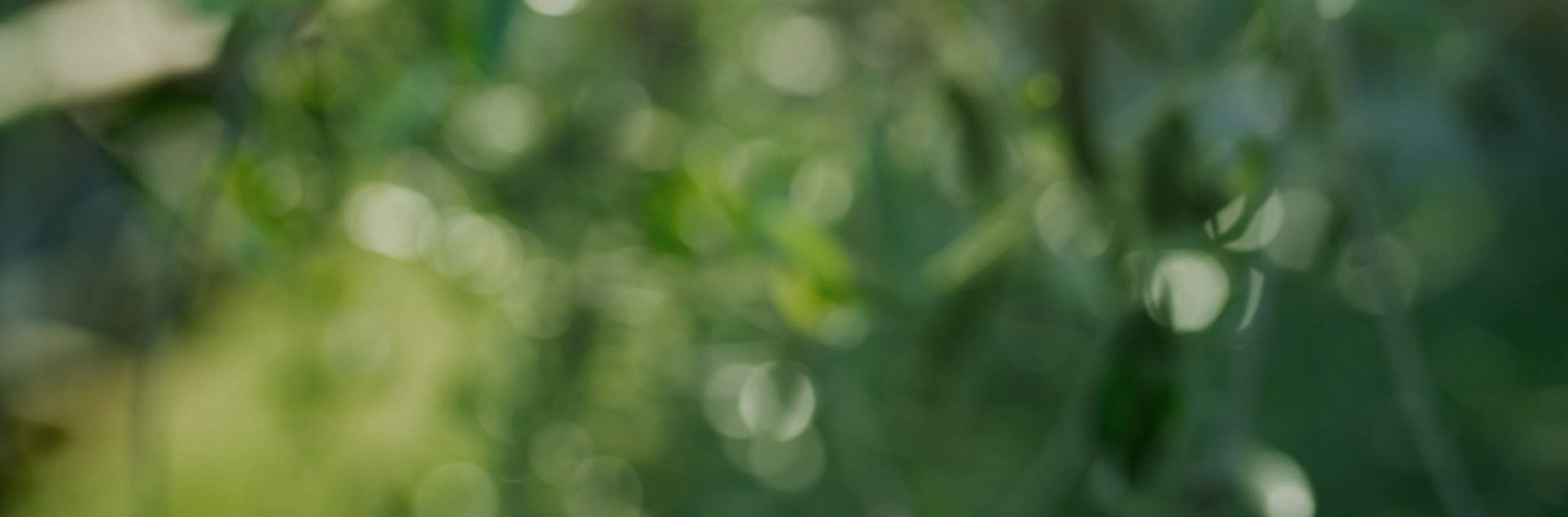 Blurred green leaves and sunlight evoke the serene, light-diffusing effect of May Vine Leaf Sheer Curtains.