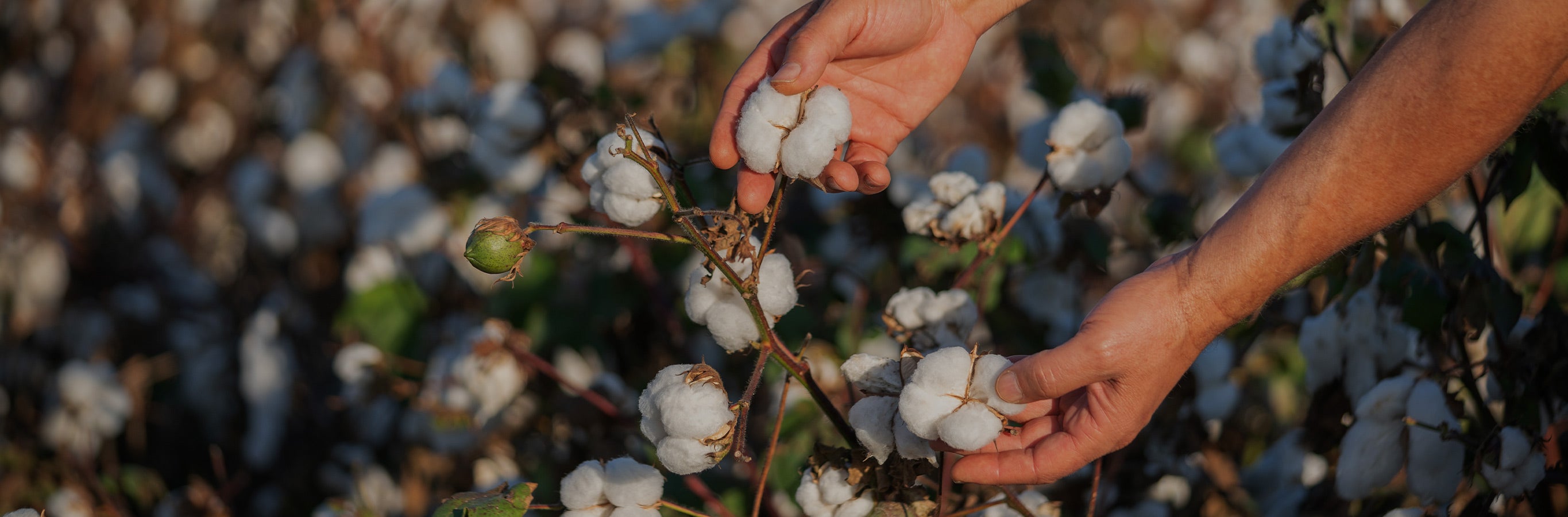Create a sustainable and stylish space with Snow Lightweight Pure Cotton Curtains. Made from pure cotton, these natural curtains offer a healthy and eco-friendly choice for your home. Customize your curtains online, with options for custom drapes or made-to-measure curtains, to add both beauty and functionality to your windows.