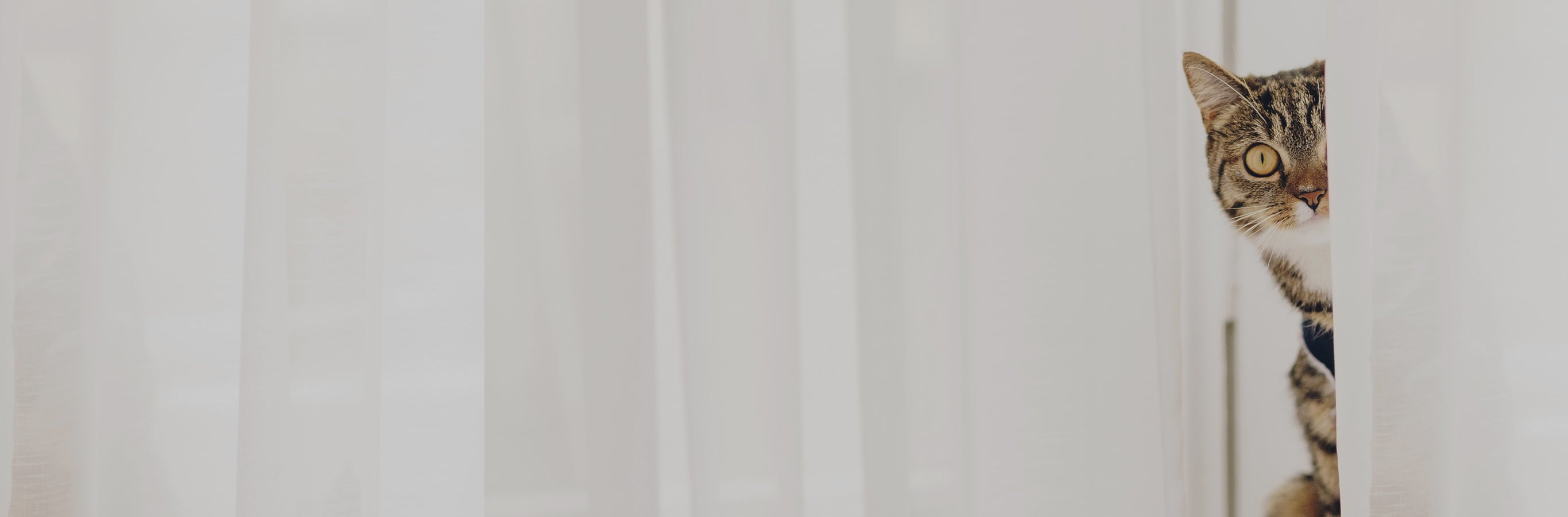 A playful cat peeking through Tom Durable Scratch Resistant Sheer Curtains, showcasing the curtains' resilience.