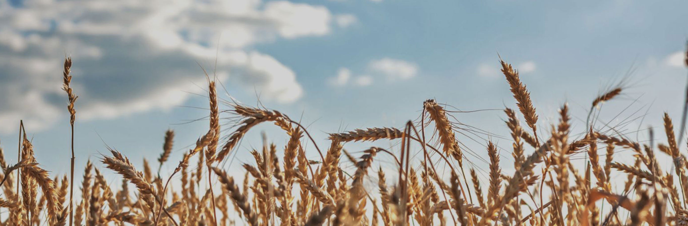 Agnes Wheat Embroidered blackout curtains: A close-up of a wheat field, emphasizing the authentic wheat pattern of the durable polyester curtains.