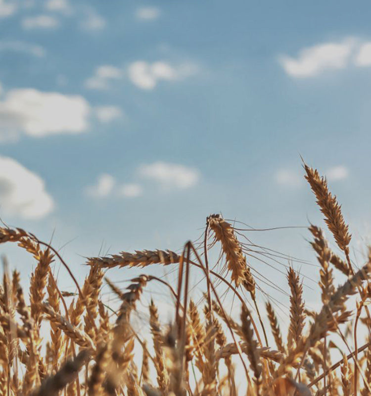 Agnes Wheat Embroidered Curtains: Golden wheat field under a blue sky, reflecting the natural inspiration behind the elegant wheat embroidery.