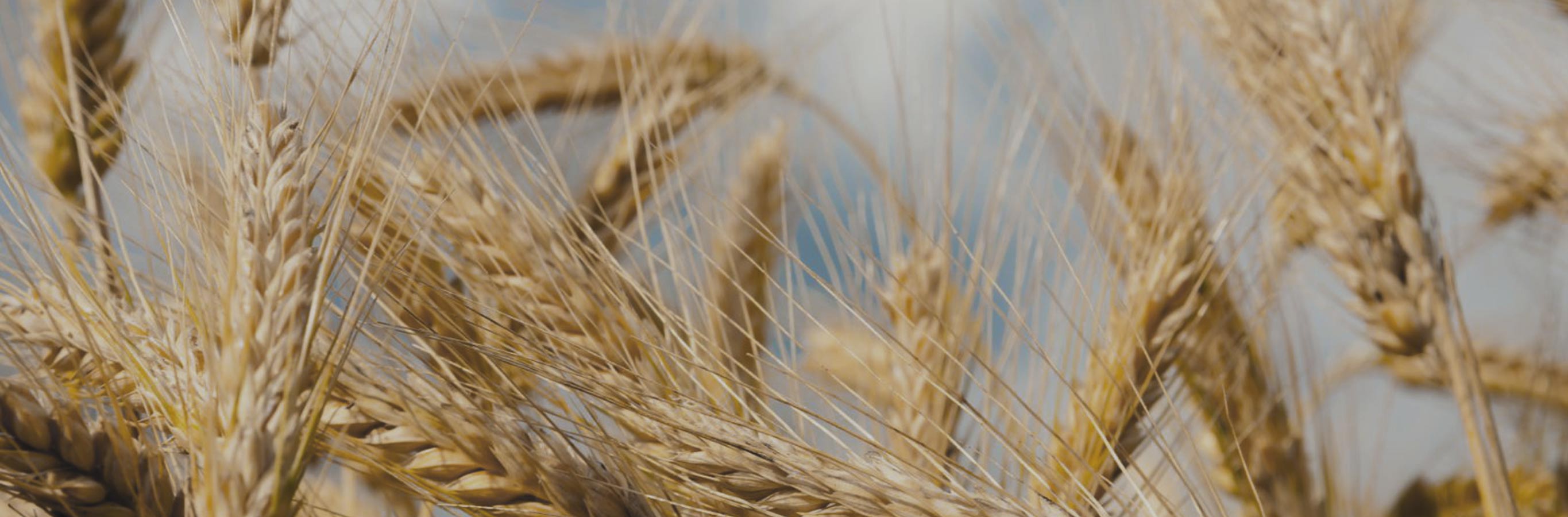 Real wheat field, representing the rustic and natural "Wheat" pattern of Agnes Wheat Embroidered Sheer Curtains, ideal for enhancing cozy living spaces.