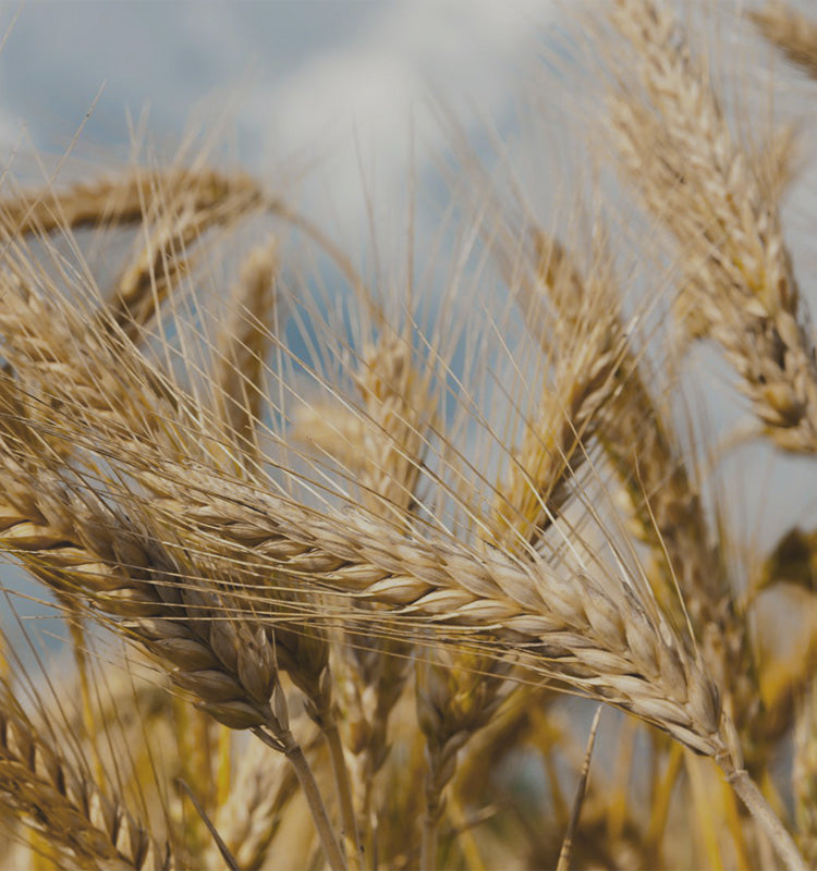 Close-up of golden wheat stalks, symbolizing the natural inspiration for Agnes Wheat Embroidered Sheer Curtains' delicate pattern, perfect for a farmhouse aesthetic.