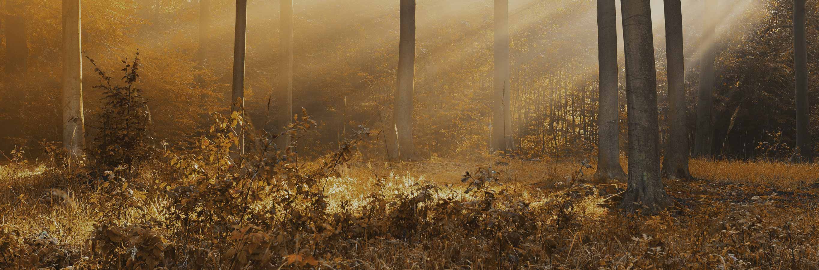 Amber Stripe Pattern sheer polyester door curtains evoke soft, filtered light similar to sunbeams through a misty, ethereal forest.