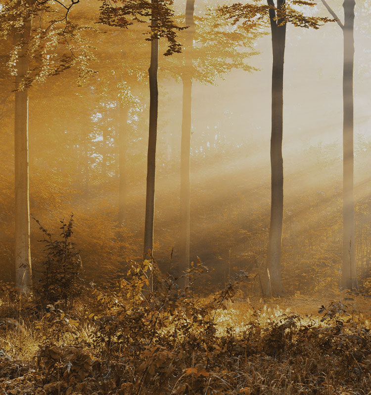 Amber Stripe Pattern sheer curtains inspired by sun rays softly illuminating a serene, natural forest.