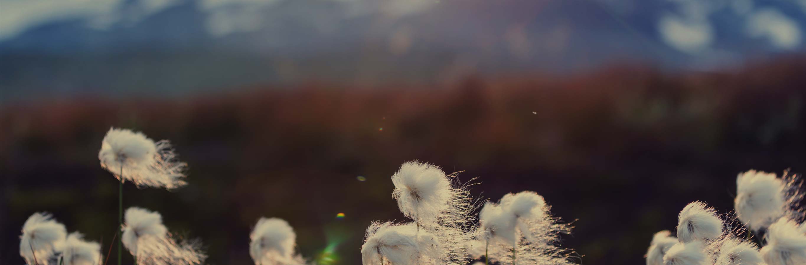 Elsa White Cotton Blend Sheer Curtain's softness and natural beauty evoked by delicate cotton grass.