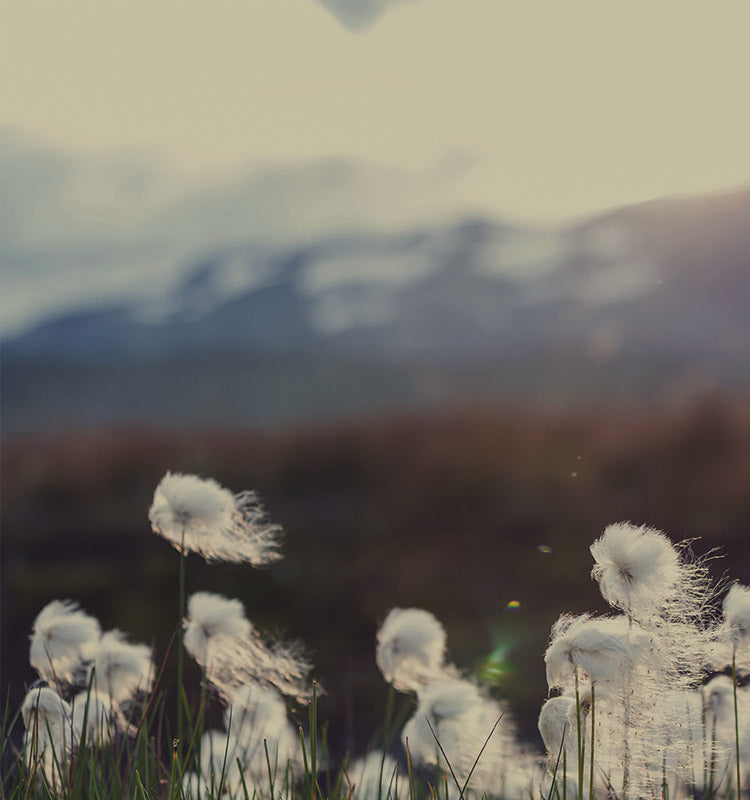 Elsa White Cotton Blend Sheer Curtain concept: natural cotton grass embodies its light, airy feel.