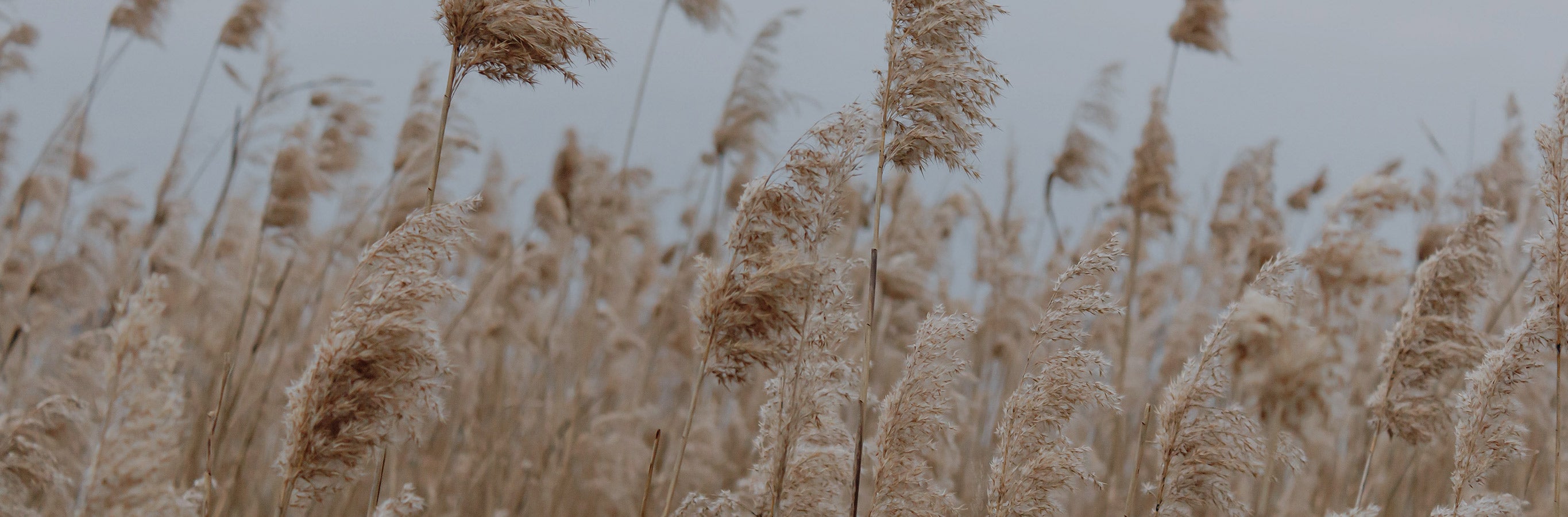 Blanche Cotton Blend Linen Look Curtains evoke natural, healthy serenity, like reeds swaying in the breeze.