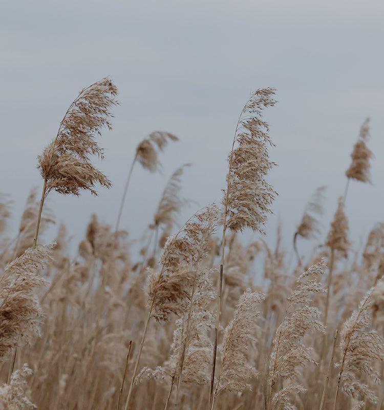 The natural, linen texture of Blanche curtains is reflected in these organic, earthy reed plumes