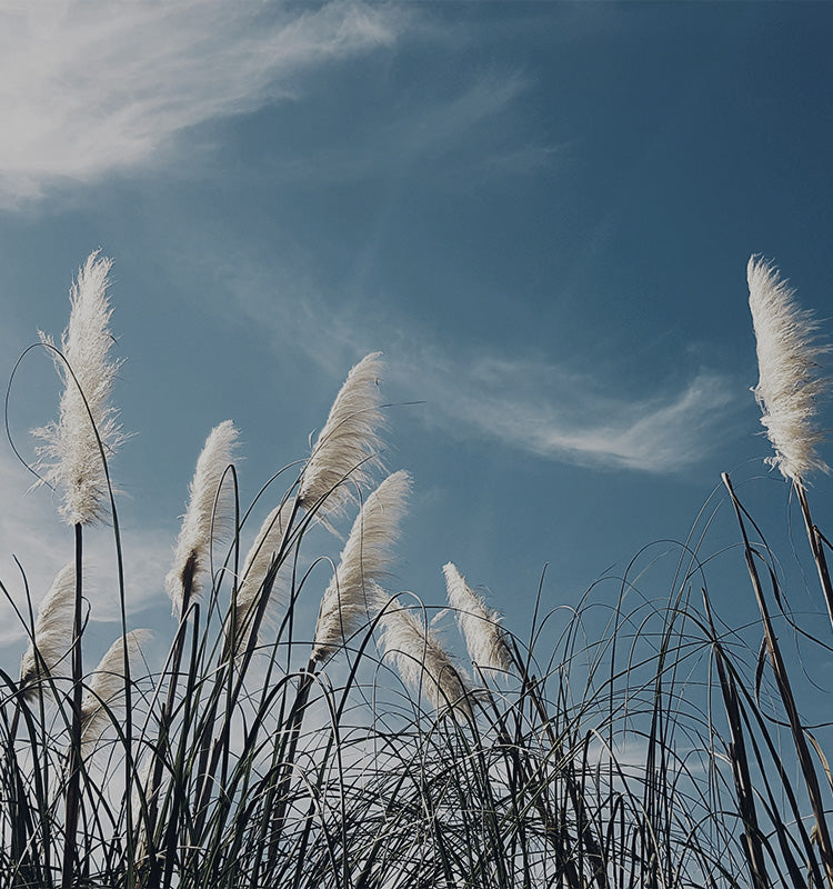 Natural beauty of swaying pampas grass evoking the soft linen texture and peaceful ambiance of Daniel Permanently Flame Resistant Curtains.