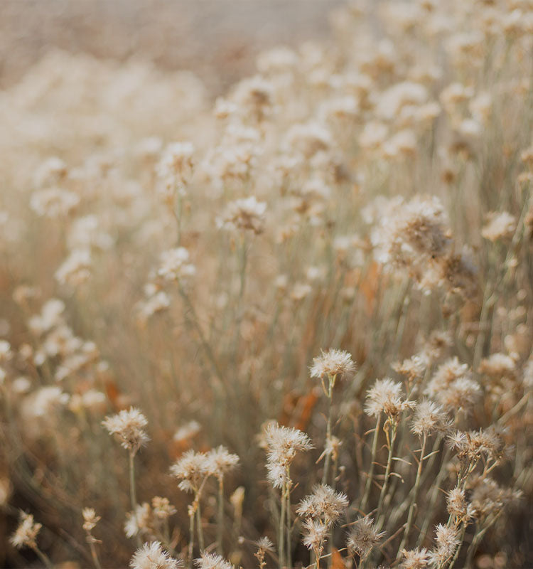 Harris Linen Herringbone Curtains' natural, healthy aesthetic evoked by soft, dried botanical elements.