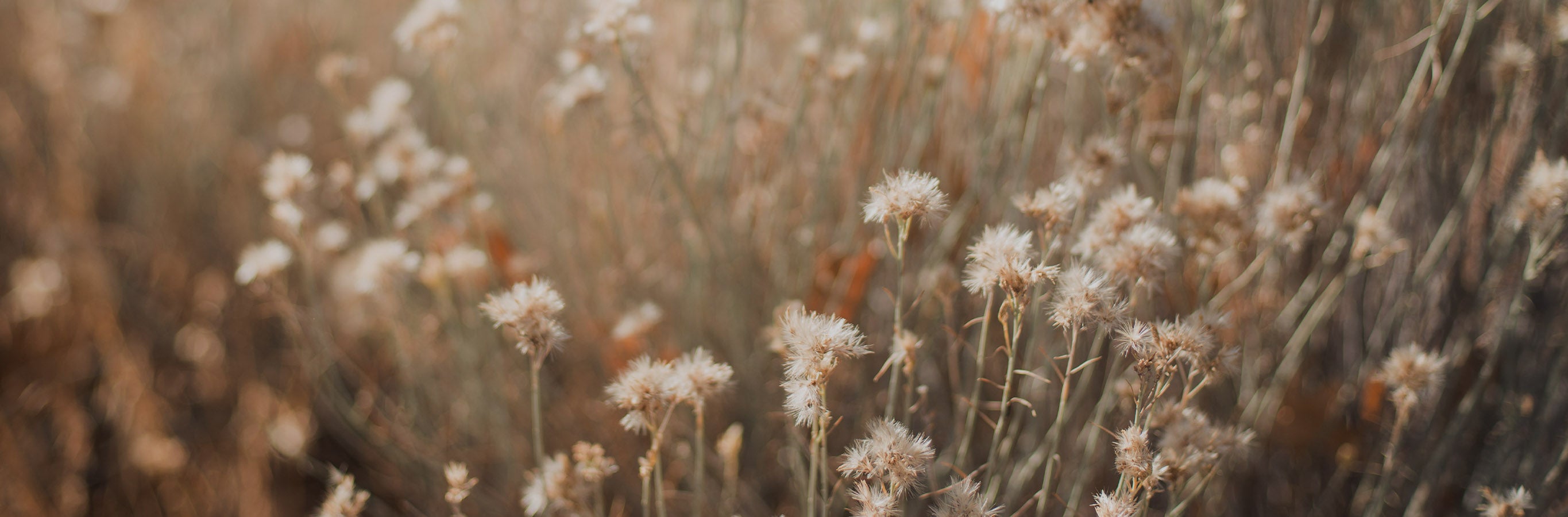 Dried plants reflecting the natural and healthy vibe of Harris Linen Herringbone Curtains.