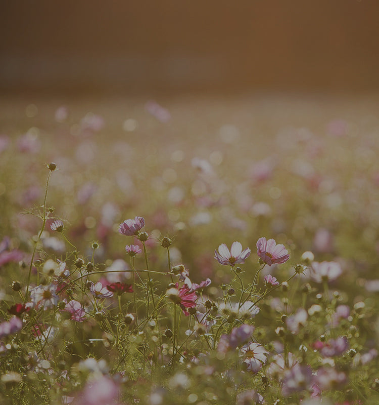 Lilith Light Sheer Curtains evoke a serene ambiance, similar to dappled sunlight on cosmos.