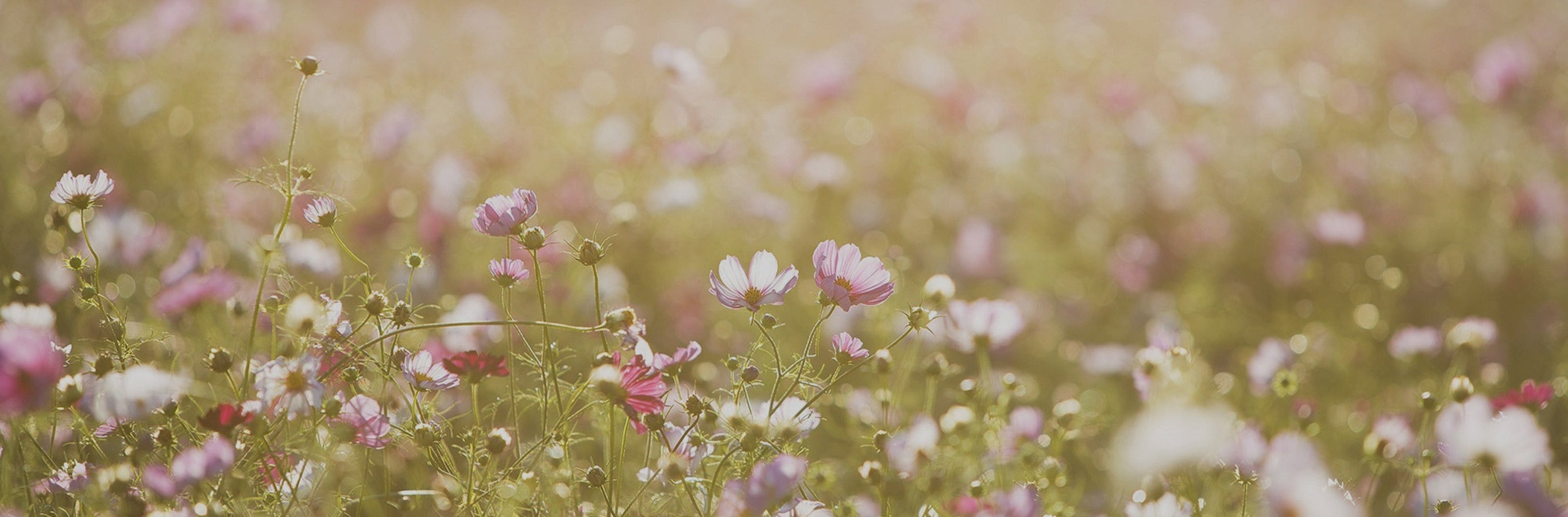 Lilith Light Sheer Curtains create a soft, diffused glow, like light filtering through a field of flowers.