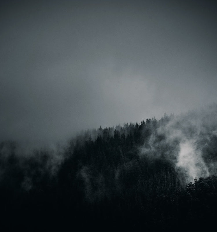 A mysterious, fog-covered forest scene hinting at the superior light-blocking and privacy features of the Lita Gorgeous Italian Velvet Curtains.
