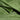 Lita - Emerald Green