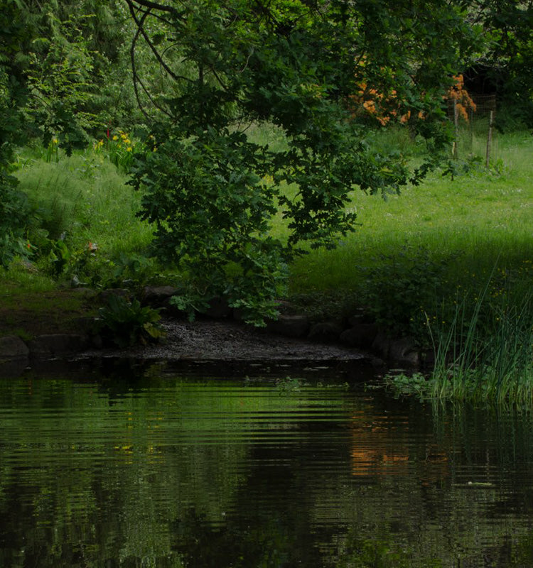 A serene pond surrounded by lush greenery, evoking the tranquil natural beauty complemented by Olivia Embroidery Linen Look Curtains' organic feel.