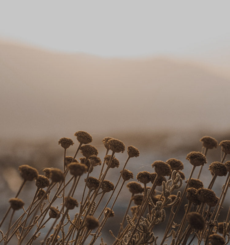 Soft lighting on dry flora evokes the tranquil feel of Urban 100% Blackout Narrow Herringbone Curtains.